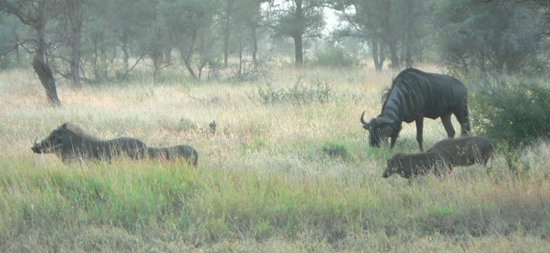 JAR 222_prase_pakun.JPG - Rodinka prasat bradavičnatých, za nimi se pase Wildebeest - pakůň.